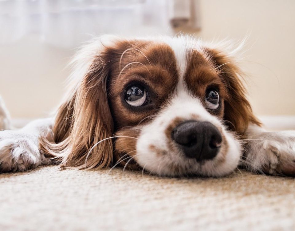 PICA in dogs