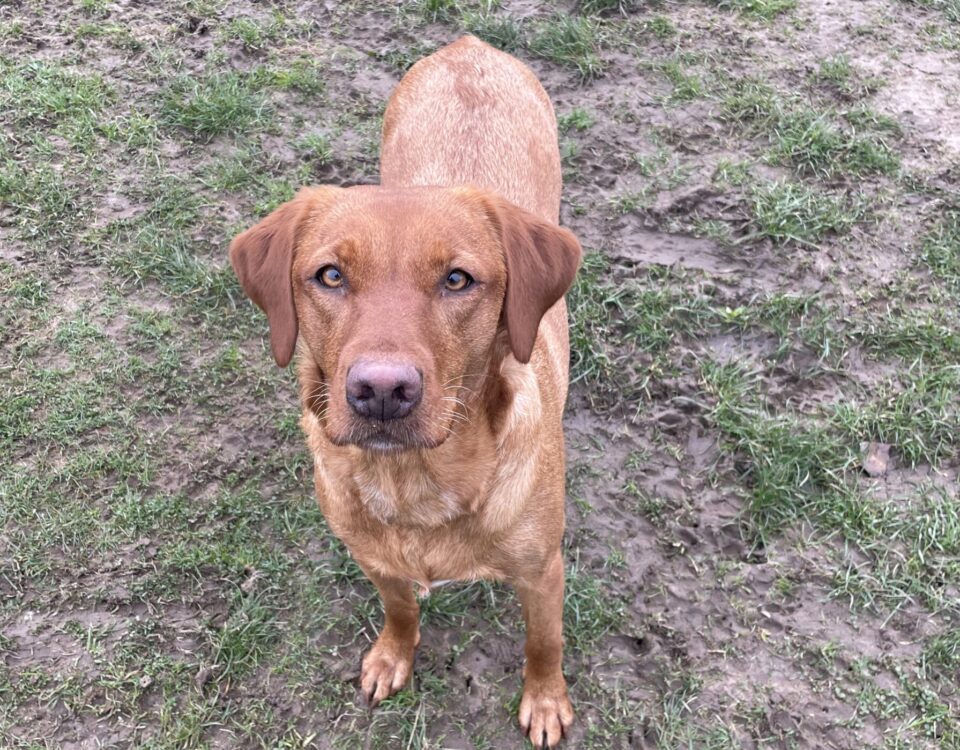 Gundog Fox red labrador