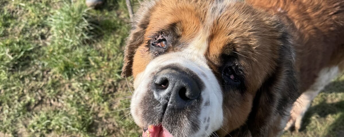 Saint Bernard Getting Behaviour Help