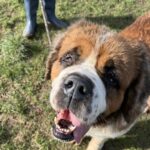 Saint Bernard Getting Behaviour Help