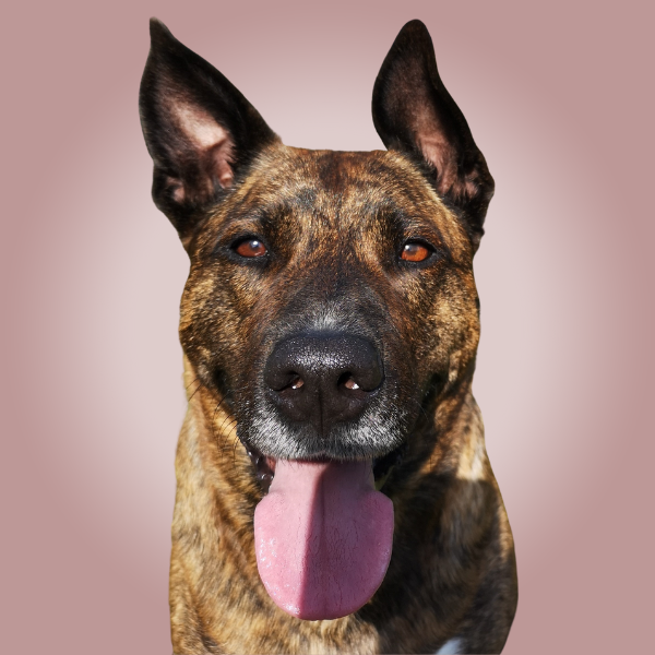 Dog Anxiety, Dog Aggression