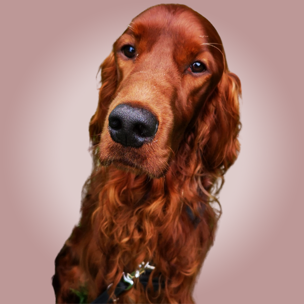 Dog to Dog Problem Behaviour