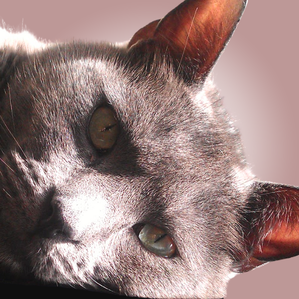 Problem Behaviour in Cats