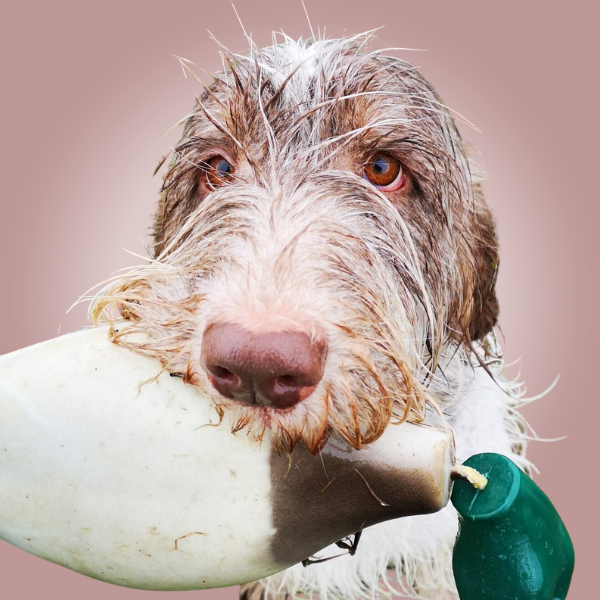 Gundog Training