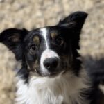 Unleashing Natural Instincts: The Power of the Flirt Pole in Dog Training