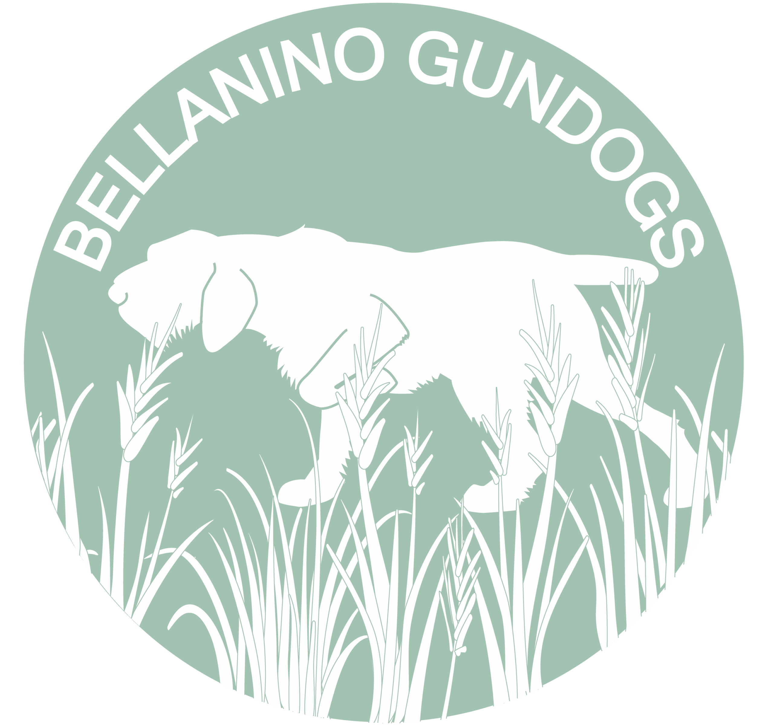 Bellanino Gundog HPR Training
